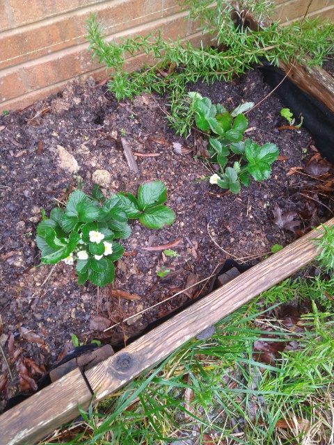 Strawberries are fine