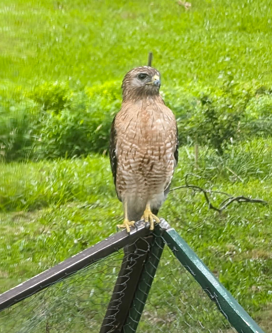 The red shouldered hawk visits again.