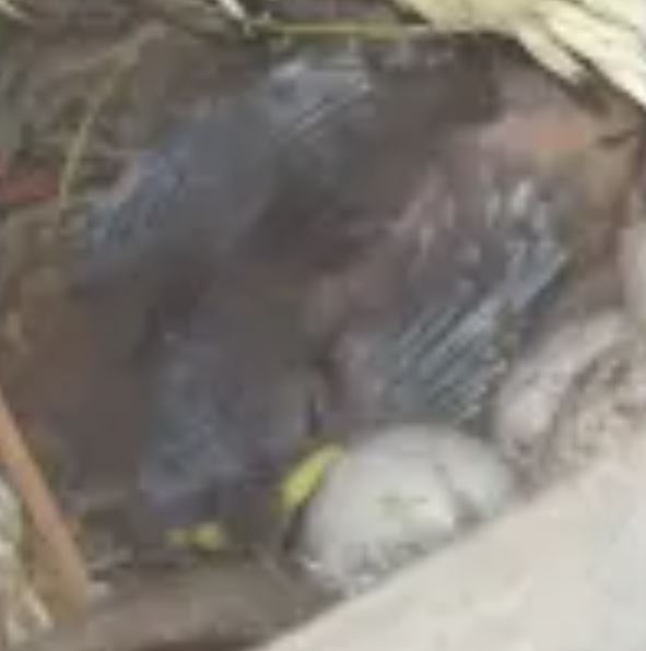 baby bird in the nest