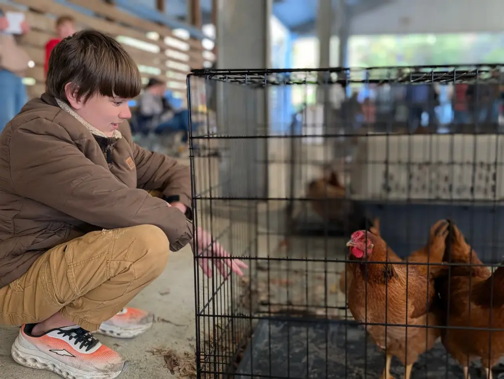 Me looking at my chicks