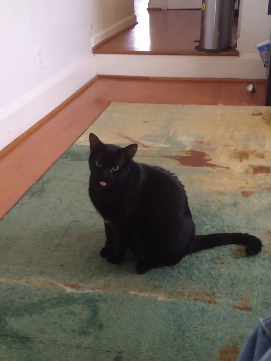 Mochi, the black cat